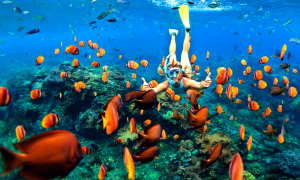 Petualangan Snorkeling Di Pulau Rubiah