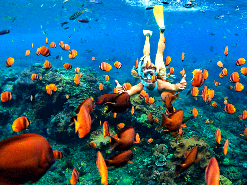 Petualangan Snorkeling Di Pulau Rubiah