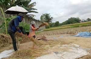Petani Garut Keluhkan Harga Pupuk Yang Terus Naik