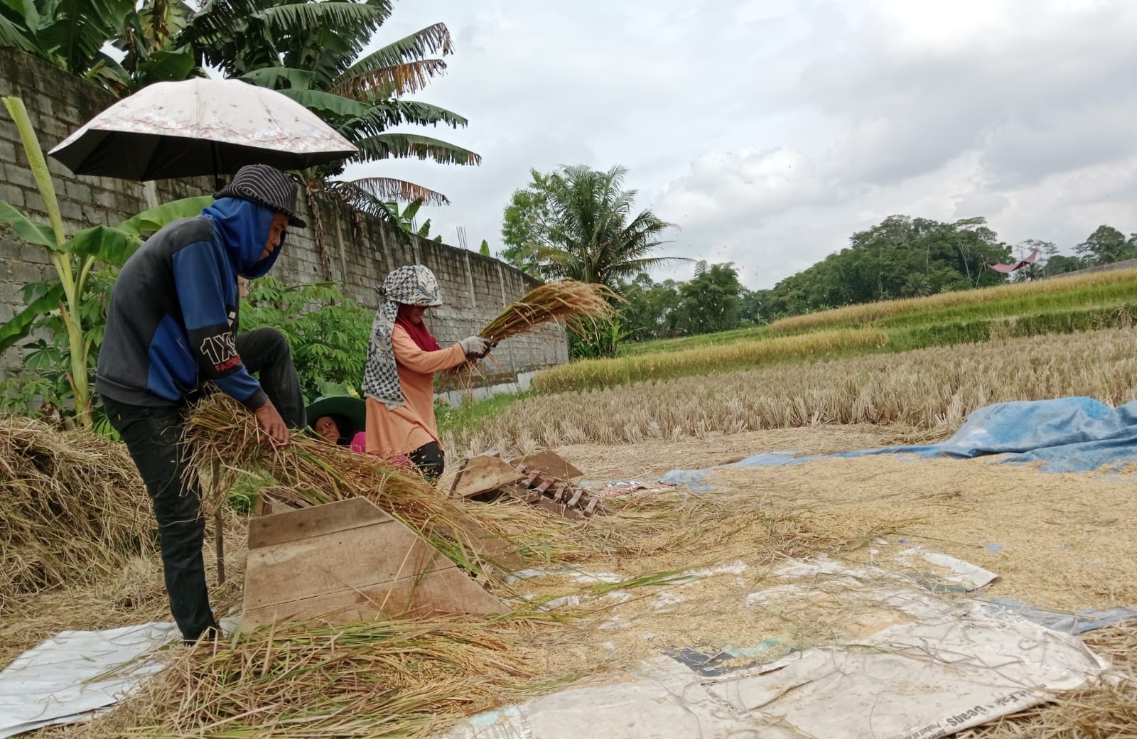 Petani Garut Keluhkan Harga Pupuk Yang Terus Naik