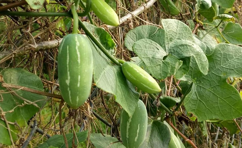 Mengenal Timun Tikus, Tanaman Pahit Yang Kaya Manfaat