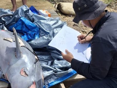 Lonjakan Tongkang: 2 Pesut Mahakam Di Temukan Tak Bernyawa