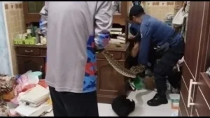 Ular 5 Meter Masuk Rumah, Damkar Sigap