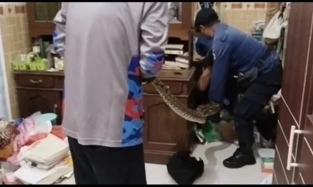 Ular 5 Meter Masuk Rumah, Damkar Sigap