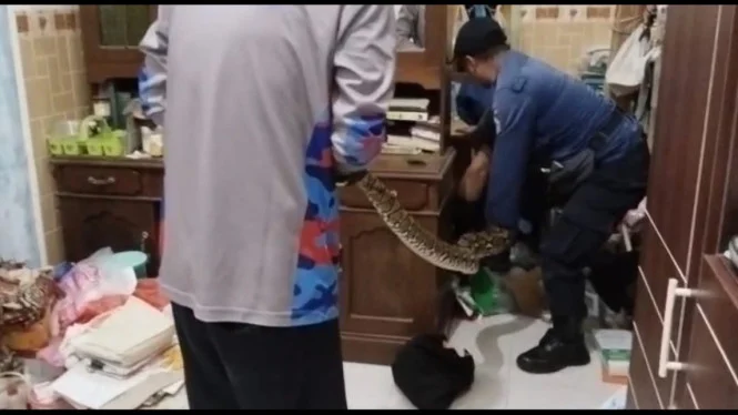 Ular 5 Meter Masuk Rumah, Damkar Sigap