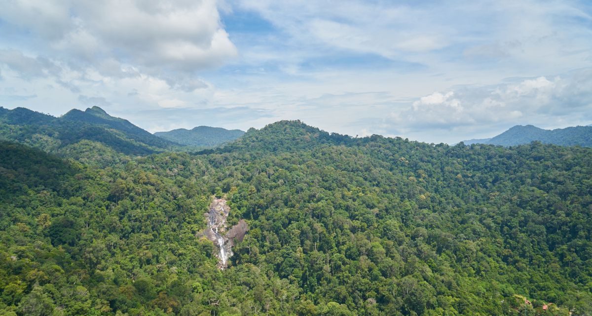 Deforestasi Legal: Ancaman Nyata Bagi 26 Juta Hektar Hutan