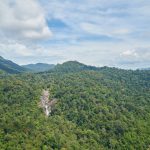 Deforestasi Legal: Ancaman Nyata Bagi 26 Juta Hektar Hutan