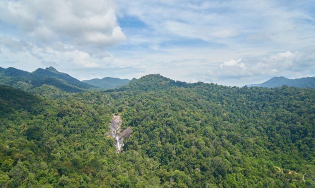 Deforestasi Legal: Ancaman Nyata Bagi 26 Juta Hektar Hutan