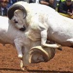 Adu Domba Garut: Tradisi Unik dari Tanah Pasundan