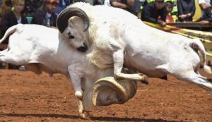 Adu Domba Garut: Tradisi Unik dari Tanah Pasundan