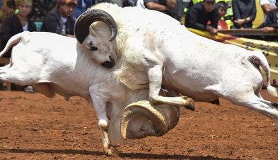 Adu Domba Garut: Tradisi Unik dari Tanah Pasundan