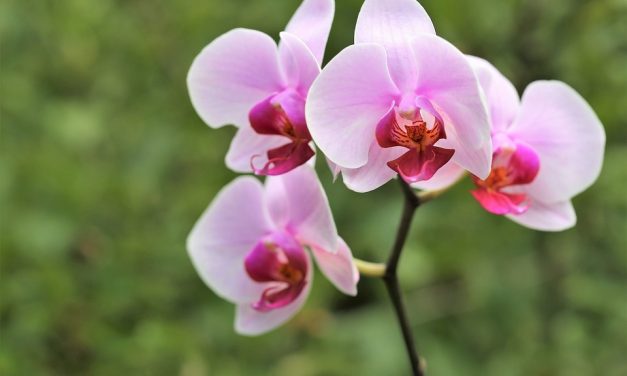 4 Tanaman Langka Yang Ada Di Indonesia