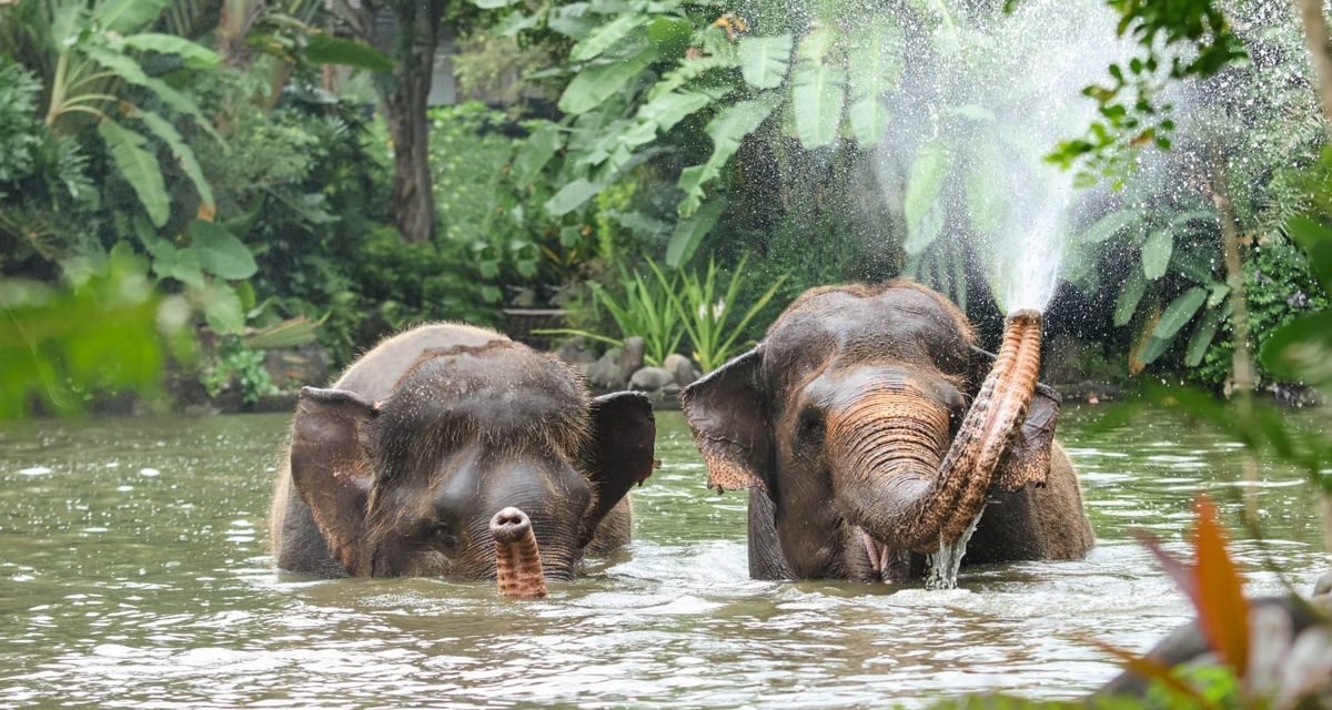 Gajah Tanpa Kepala: Kemenhut Pastikan Pelaku Di Pidana!