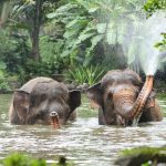 Gajah Tanpa Kepala: Kemenhut Pastikan Pelaku Di Pidana!