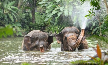 Gajah Tanpa Kepala: Kemenhut Pastikan Pelaku Di Pidana!