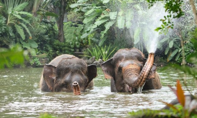 Gajah Tanpa Kepala: Kemenhut Pastikan Pelaku Di Pidana!