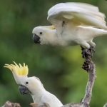 Jangan Sampai Punah! 10 Spesies Di Titik Kritis 2026