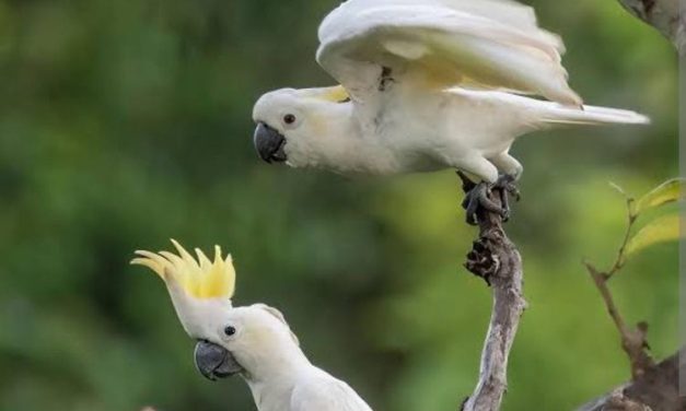 Jangan Sampai Punah! 10 Spesies Di Titik Kritis 2026