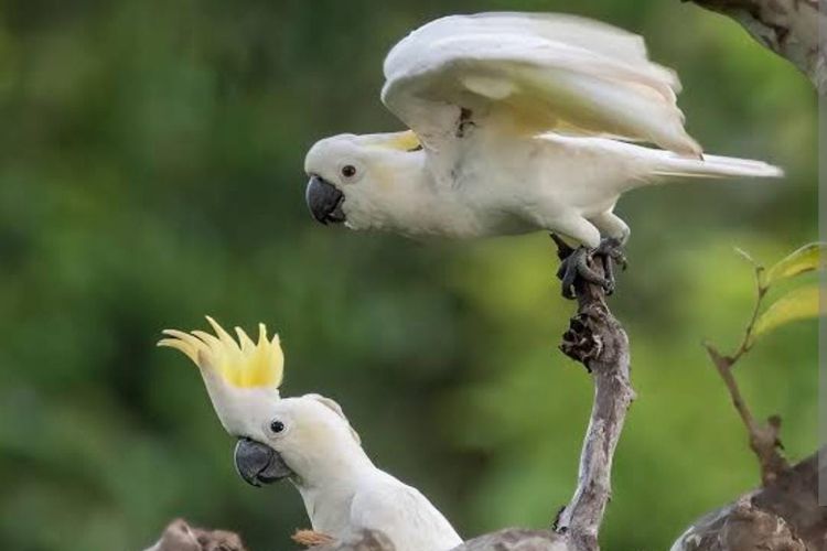 Jangan Sampai Punah! 10 Spesies Di Titik Kritis 2026