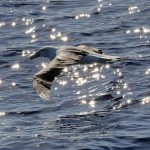 Nyasar 4.800 Km: Burung Galapagos Gegerkan California