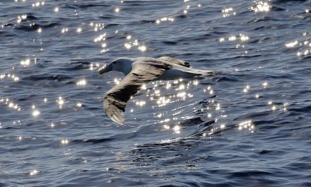Nyasar 4.800 Km: Burung Galapagos Gegerkan California