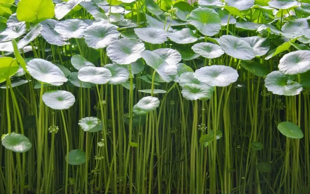 Centella Asiatica: Si Daun Ajaib Yang Punya Segudang Rahasia