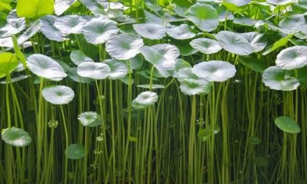 Centella Asiatica: Si Daun Ajaib Yang Punya Segudang Rahasia