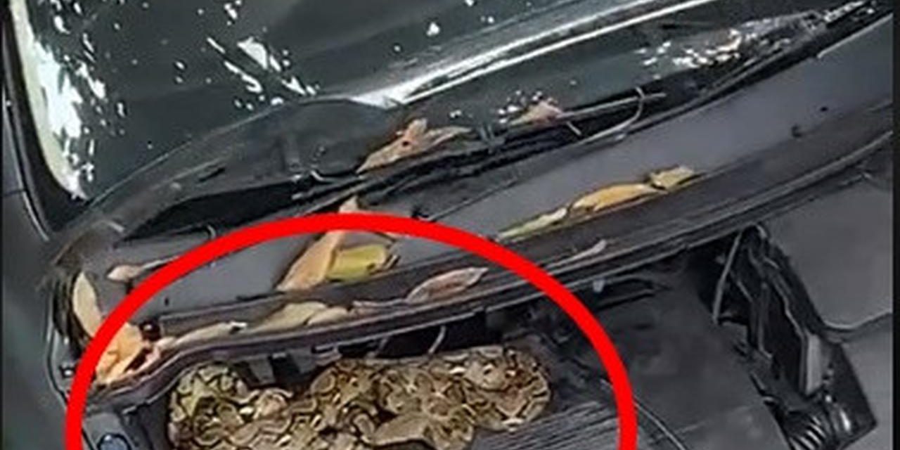 Stop Pakai Garam! Ini Cara Paling Benar Usir Ular Di Kap Mobil