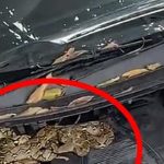 Stop Pakai Garam! Ini Cara Paling Benar Usir Ular Di Kap Mobil