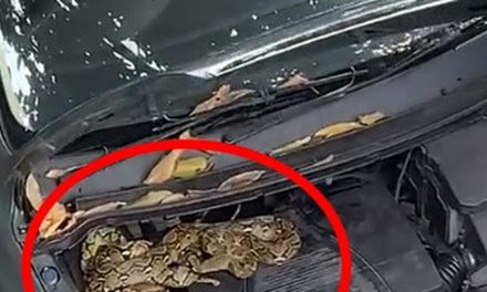 Stop Pakai Garam! Ini Cara Paling Benar Usir Ular Di Kap Mobil