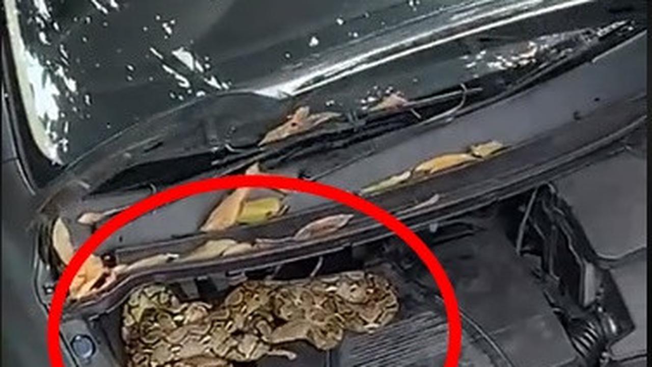 Stop Pakai Garam! Ini Cara Paling Benar Usir Ular Di Kap Mobil