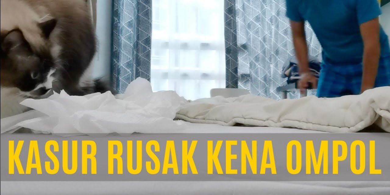 Tips Membersihkan Pipis Kucing Di Kasur Agar Bersih Dan Wangi
