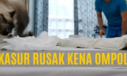 Tips Membersihkan Pipis Kucing Di Kasur Agar Bersih Dan Wangi