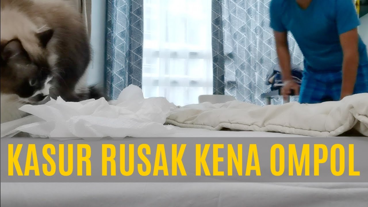 Tips Membersihkan Pipis Kucing