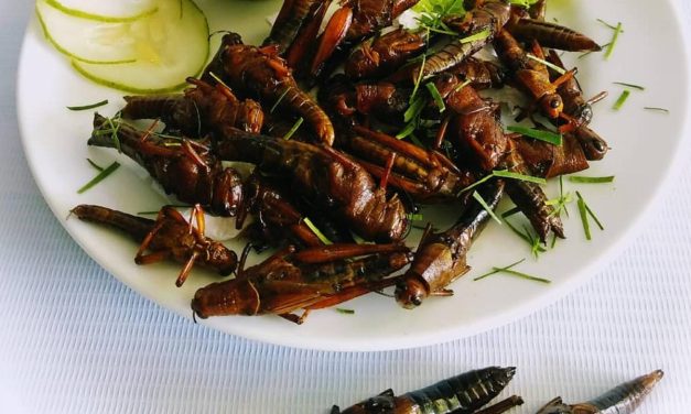 Lampu Hijau SFA: Serangga Kini Legal Di Makan Di Singapura